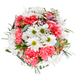 This bouquet, crafted by skilled local florists for West Byfleet, captures the true spirit of joyful giving and renewal-a lush, circular arrangement displayed against a bright white background, reminiscent of the open skies over West Byfleet's parks in spring. Central to the design are cheerful white daisies with radiant lime-green centers, their crisp petals fanned out like rays of early sunlight. Tucked closely beside them, coral-pink carnations burst with ruffled, textured fullness, infusing the bouquet with warmth and playful vibrancy evocative of community celebrations. Wispy shafts of baby's breath thread softly through the blooms, tracing airy paths and lending a dreamy quality to the whole. Discreetly nestled among the greenery, a few buds edged in purple and pink-possibly alstroemeria-hint at future blossoming, their delicate presence adding a refined touch. Soft eucalyptus leaves in dusky silver contrast elegantly with the surrounding lush green foliage, providing both structure and a fresh, calming scent. Every stem is positioned to create a harmonious, rounded form that feels welcoming and balanced. Whether destined for a birthday, anniversary, or thoughtful thank-you, this bouquet brings a sense of comfort and celebration to homes across West Byfleet, delivering a tangible expression of care rooted in local tradition and florist expertise.