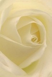 The image draws you into the heart of a rose arranged with care by a West Byfleet florist, its petals unfolding in a serene spiral of opalescent cream and ivory. The textures invite the imagination-a silk-like surface tingling beneath gentle shadows, echoing the feel of dew-laden gardens found off Station Approach on a peaceful morning. Each petal, thin as gauze, layers towards a luminous center, embracing a subtle glow reflected off softly diffused light-an effect that captures both artistry and emotion. Here is the embodiment of quiet grace: a bloom perfect for expressing sympathy, admiration, or celebrating a personal milestone. The soothing palette, punctuated by nearly translucent outer petals, imbues a sense of resilience and hope, a visual metaphor for comfort during life's transitions. Delicate notes of sweetness seem to linger in the air, grounding the flower in experience and memory-a testament to the thoughtful hands in West Byfleet who assembled it. The overall composition speaks not only of natural beauty but of the heartfelt intention behind every floral gift delivered throughout the local area.